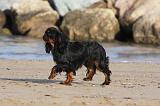 KING CHARLES SPANIEL 074
